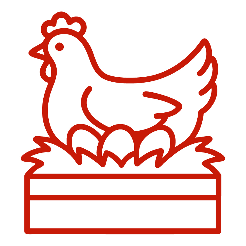 Tavuk Çeşitlerimiz